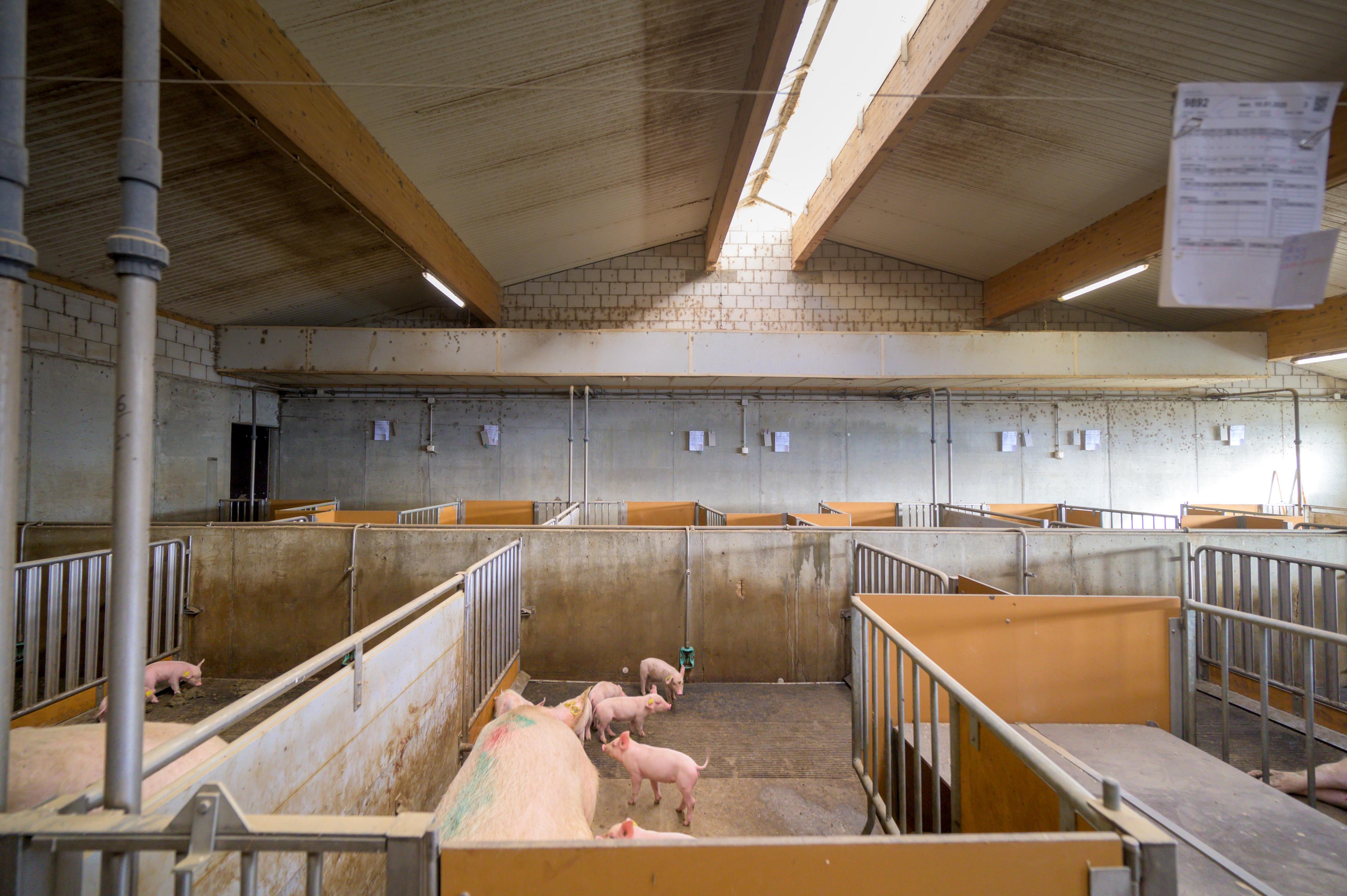 Domaine agricole avec porcherie sur 2 sites - Image# 4