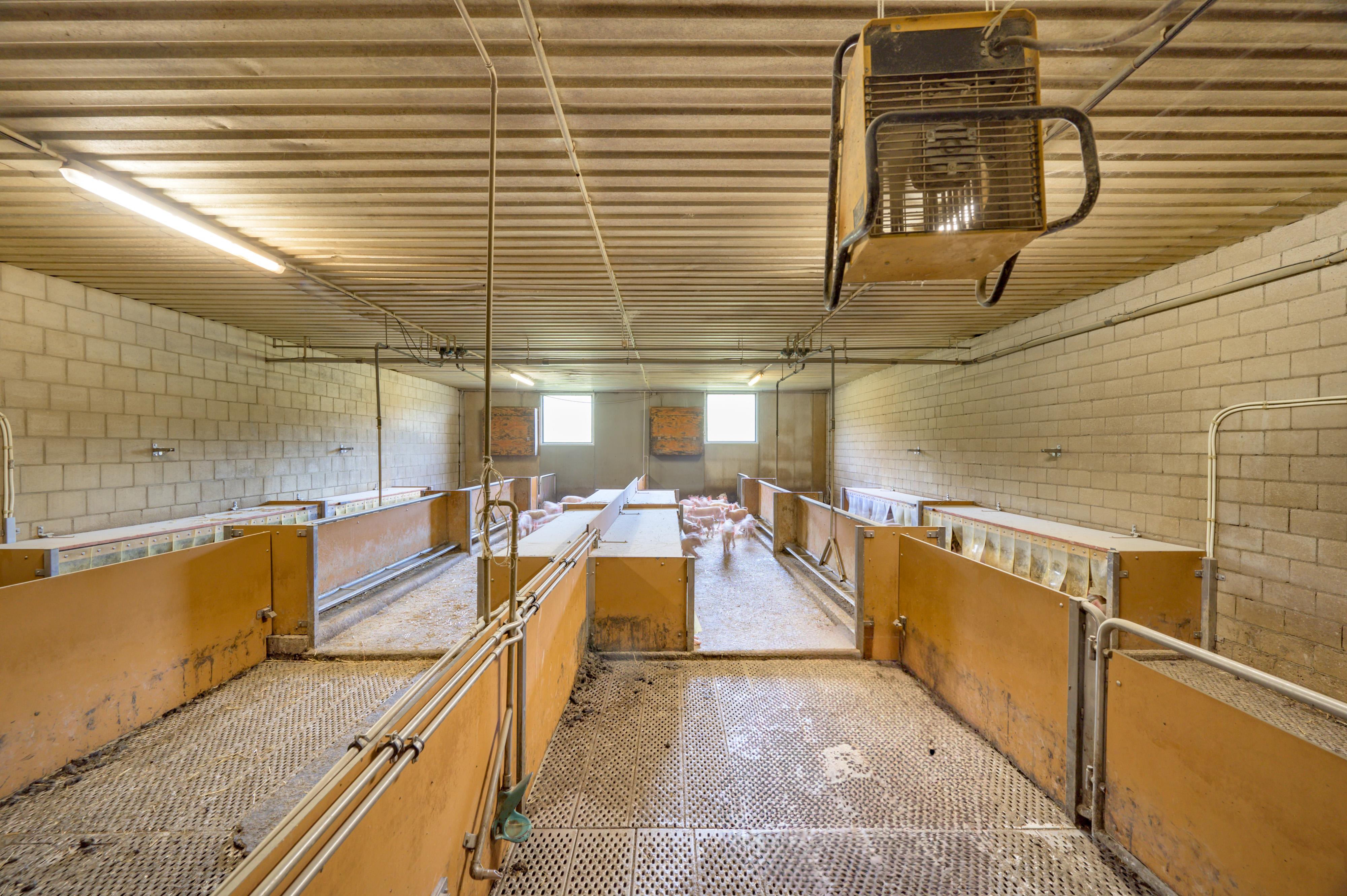 Landwirtschaftlichesbetrieb (20 ha) mit Zuchtschweineställe (280 GVE an 2 Standorten) - Image# 7