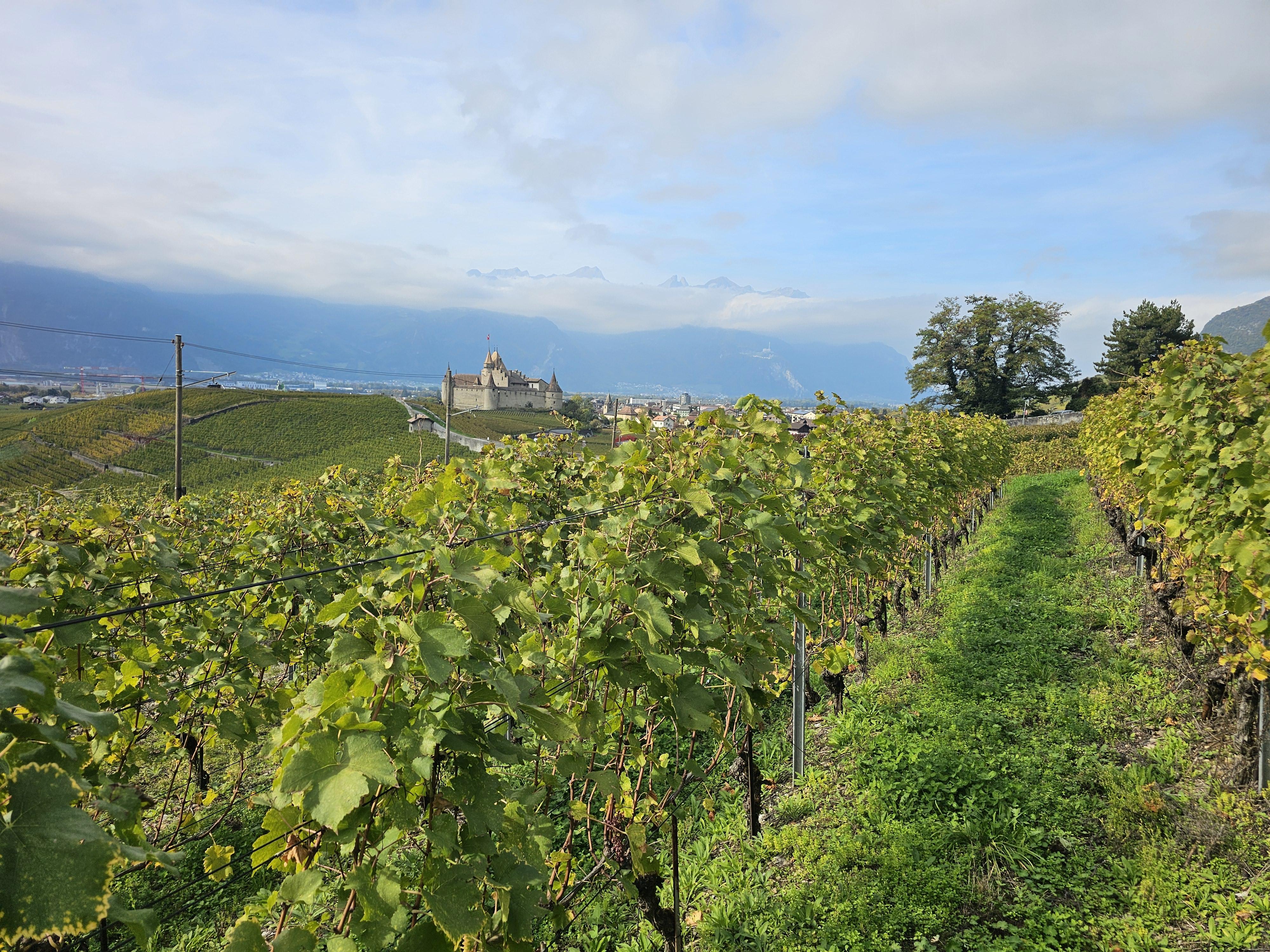 3 parcelles de vignes à vendre - Image# 1